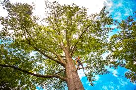 Best Tree Removal Service  in Inglewood, CA