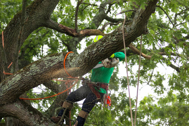 How Our Tree Care Process Works  in  Inglewood, CA