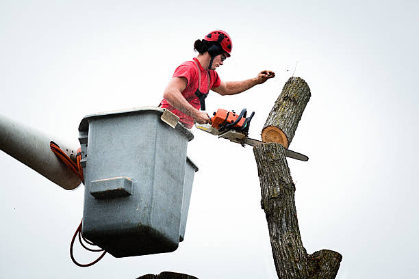 Best Utility Line Clearance  in Inglewood, CA