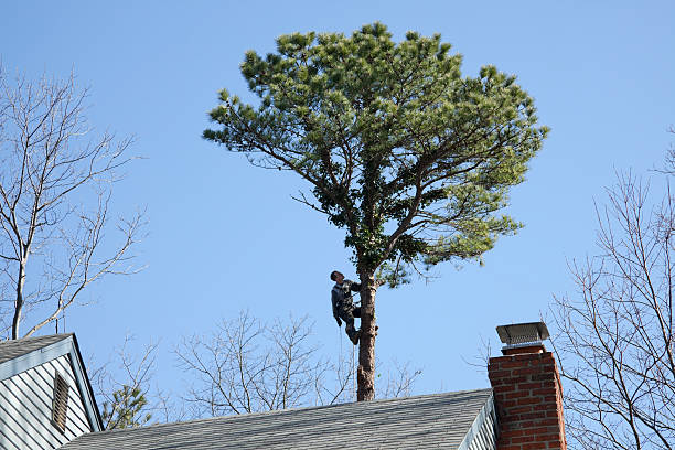 Best Hazardous Tree Removal  in Inglewood, CA